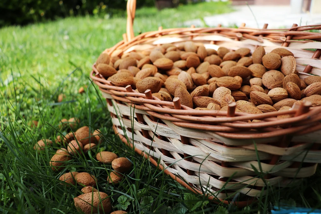 almond-5213382_1280