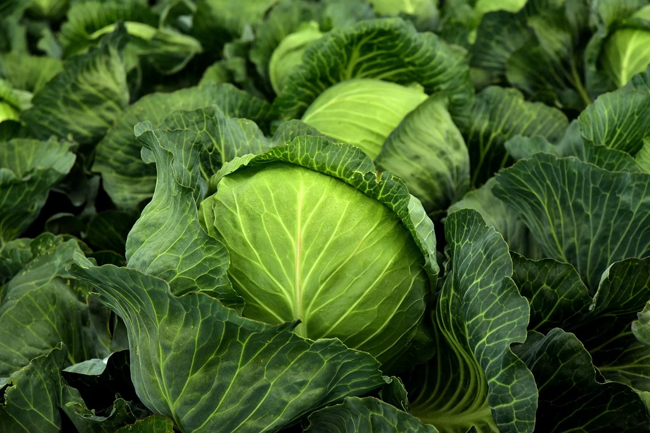 cabbage-3722517_1280 (1)