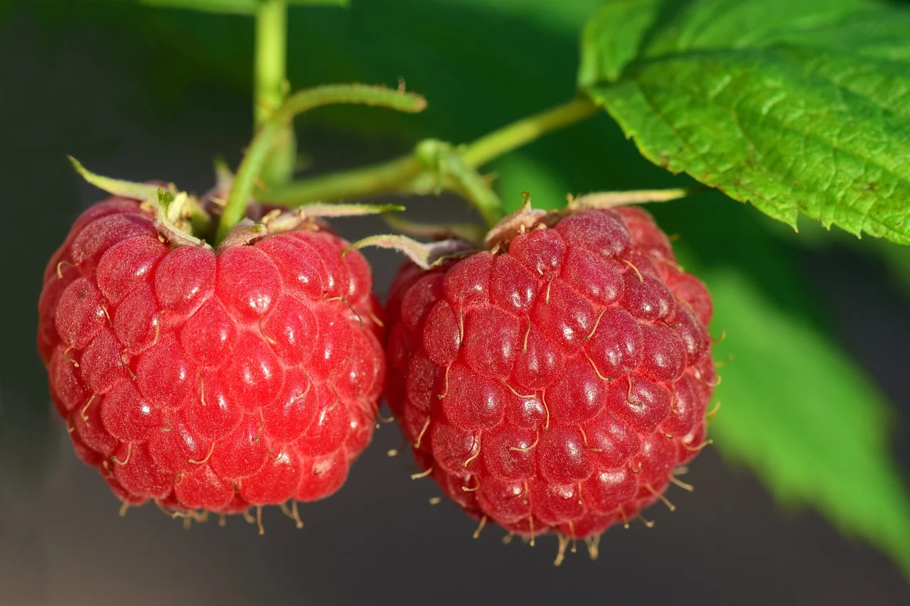 raspberries-3454504_1280