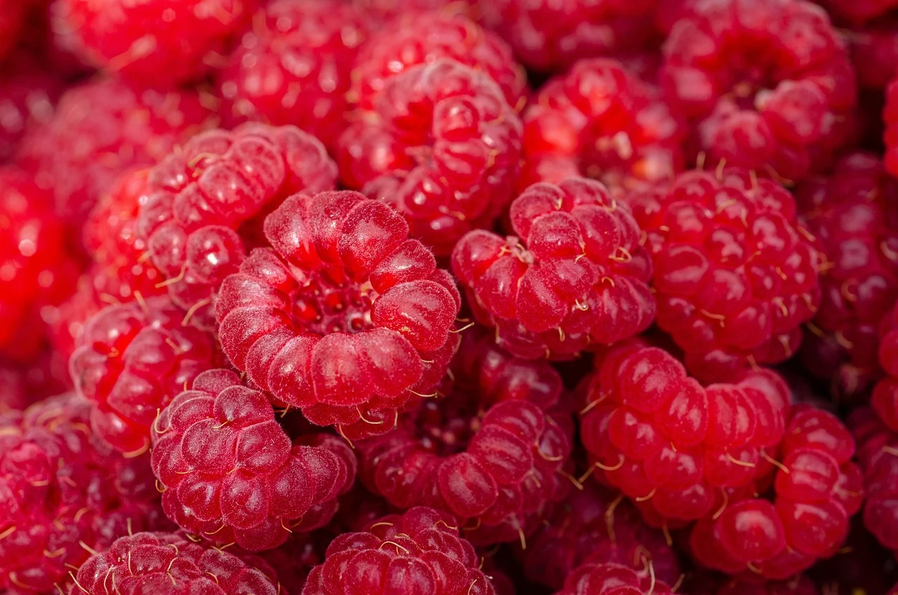 raspberries-7313700_1280